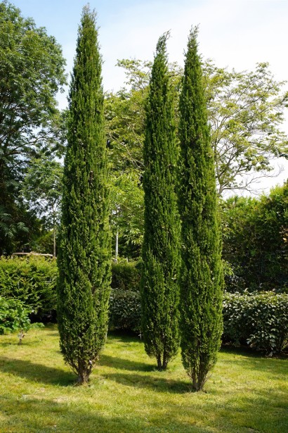 Кипарис вічнозелений Тотем